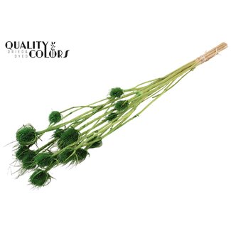 QC Light Green Bleached Dried Thistles | Cardistella Dried Flowers | Length ± 70 centimetre | 5 stems per bunch | Per bunch