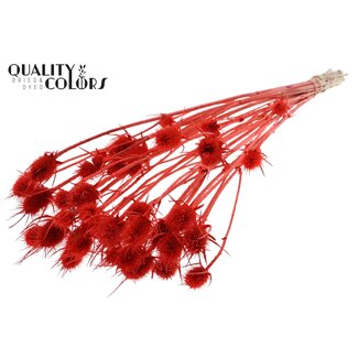 QC Coral-red Bleached Dried Thistles | Cardistella Dried Flowers | Length ± 55 centimetre | 10 stems per bunch | Per bunch