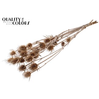 QC Frosted White Dried Thistles | Cardistella Dried Flowers | Length ± 70 centimeter | 5 stems per bunch | Per bunch