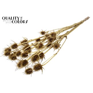 QC Gedroogde Distels | Kleur: Goud | Goudkleurige Cardistella Droogbloemen | Lengte ± 70 centimeter | 5 takken per bos | Per bos