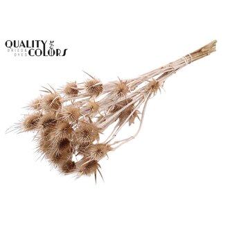 QC Frosted White Dried Thistles | Cardistella Dried Flowers | Length ± 55 centimetre | 10 stems per bunch | Per bunch