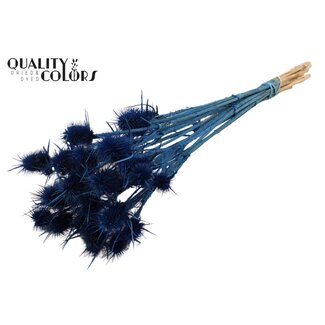 QC Dark blue Bleached Dried Thistles | Cardistella Dried Flowers | Length ± 55 centimetre | 10 stems per bunch | Per bunch