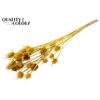 QC Gedroogde Distels | Kleur: Geel | Cardistella Droogbloemen | Lengte ± 70 centimeter | 5 takken per bos | Per bos