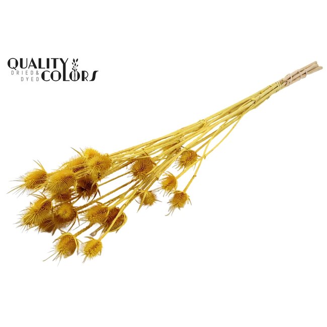 Chardons jaunes décolorés séchés | Cardistella Fleurs séchées | Longueur ± 70 centimeter | 5 branches par bouquet | Par bouquet