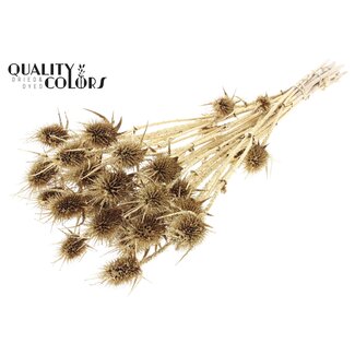 QC Antique Golden Dried Thistles with Glitter | Gold-coloured Cardistella Dried Flowers | Length ± 55 centimeter | 10 stems per bunch | Per bunch