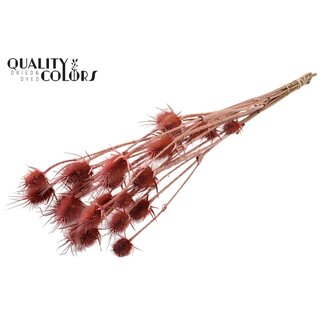 QC Gedroogde Distels | Kleur: Frosted Roze | Cardistella Droogbloemen | Lengte ± 70 centimeter | 5 takken per bos | Per bos