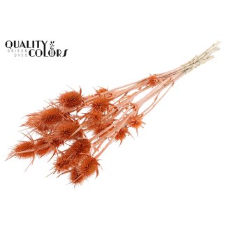 QC Pearl Orange Dried Thistles | Cardistella Dried Flowers | Length ± 55 centimeter | 10 stems per bunch | Per bunch