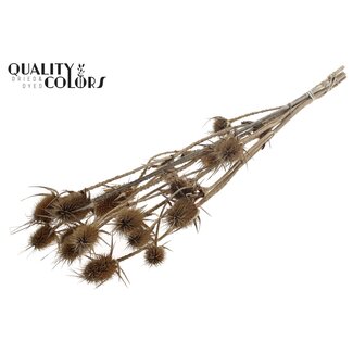 QC Natural Brown Dried Thistles | Cardistella Dried Flowers | Length ± 70 centimeter | 5 stems per bunch | Per bunch