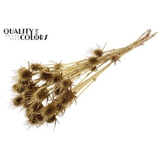 QC Golden Dried Thistles | Gold-coloured Cardistella Dried Flowers | Length ± 55 centimeter | 10 stems per bunch | Per bunch