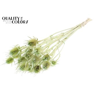 QC Gedroogde Distels | Kleur: Pearl Mintgroen | Cardistella Droogbloemen | Lengte ± 55 centimeter | 10 takken per bos | Per bos