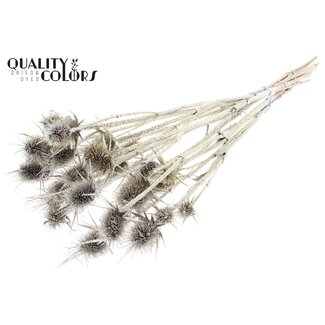 QC Platinum Dried Thistles with Glitter | Platinum-coloured Cardistella dried flowers | Length ± 55 centimetre | 10 stems per bunch | Per bunch