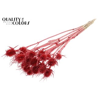 QC Pearl Coral red Dried Thistles | Cardistella Dried Flowers | Length ± 55 centimeter | 10 stems per bunch | Per bunch