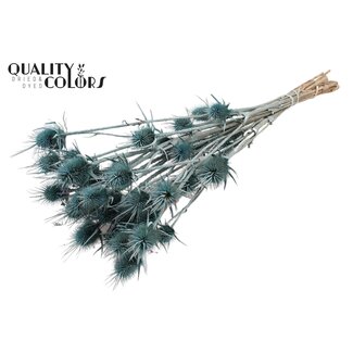 QC Frosted Blue-green Dried Thistles | Cardistella Dried Flowers | Length ± 55 centimetre | 10 stems per bunch | Per bunch