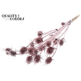 QC Champagne Dried Thistles with Glitter | Cardistella Dried Flowers | Length ± 70 centimetre | 5 stems per bunch | Per bunch