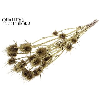 QC Golden Dried Thistles with Glitter | Gold-coloured Cardistella Dried Flowers | Length ± 70 centimetre | 5 stems per bunch | Per bunch