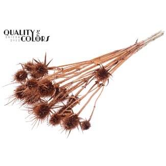 QC Gedroogde Distels met Glitter | Kleur: Koper | Koperkleurige Cardistella Droogbloemen | Lengte ± 55 centimeter | 10 takken per bos | Per bos