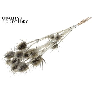 QC Platinum Dried Thistles with Glitter | Platinum-coloured Cardistella Dried Flowers | Length ± 70 centimetre | 5 stems per bunch | Per bunch