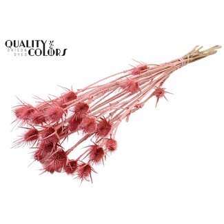 QC Frosted Pink Dried Thistles | Cardistella Dried flowers | Length ± 55 centimetre | 10 stems per bunch | Per bunch