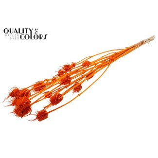 QC Orange Bleached Dried Thistles | Cardistella Dried Flowers | Length ± 70 centimetre | 5 stems per bunch | Per bunch
