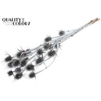 QC Silver Dried Thistles | Silver-coloured Cardistella Dried Flowers | Length ± 70 centimeter | 5 stems per bunch | Per bunch