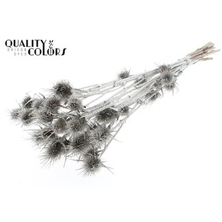 QC Platinum Dried Thistles | Platinum-coloured Cardistella Dried Flowers | Length ± 55 centimeter | 10 stems per bunch | Per bunch
