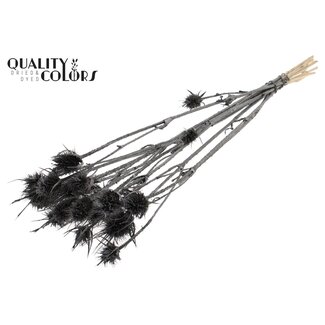 QC Metallic Graphite Dried Thistles | Cardistella Dried Flowers | Length ± 55 centimeter | 10 stems per bunch | Per bunch