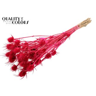 QC Cerise Bleached Dried Thistles | Cardistella Droogbloemen | Length ± 55 centimetre | 10 stems per bunch | Per bunch