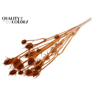 QC Terracotta Bleached Dried Thistles | Cardistella Dried flowers | Length ± 70 centimetre | 5 stems per bunch | Per bunch