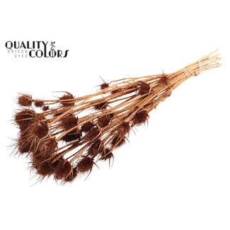 QC Brown Bleached Dried Thistles | Cardistella Dried Flowers | Length ± 55 centimeter | 10 stems per bunch | Per bunch