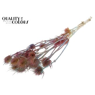 QC Mixed Colours Pink Bleached Dried Thistles | Cardistella Dried Flowers | Length ± 70 centimeter | 5 stems per bunch | Per bunch