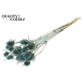 QC Pearl Light Blue Dried Thistles | Cardistella Dried Flowers | Length ± 55 centimeter | 10 stems per bunch | Per bunch