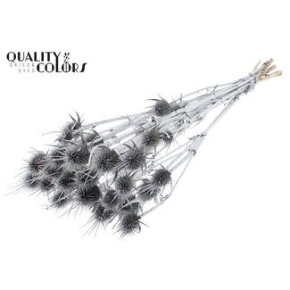 QC Gedroogde Distels | Kleur: Zilver | Zilverkleurige Cardistella Droogbloemen | Lengte ± 55 centimeter | 10 takken per bos | Per bos