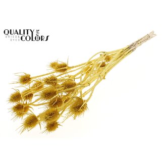 QC Metallic Yellow Dried Thistles | Cardistella Dried flowers | Length ± 55 centimeter | 10 stems per bunch | Per bunch
