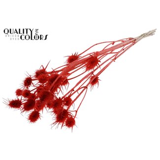 QC Gebleekte Gedroogde Distels | Kleur: Koraalrood | Cardistella Droogbloemen | Lengte ± 70 centimeter | 5 takken per bos | Per bos