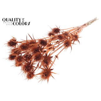QC Gedroogde Distels met Glitter | Kleur: Koperen | Koperkleurige Cardistella Droogbloemen | Lengte ± 70 centimeter | 5 takken per bos | Per bos