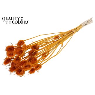 QC Abricot Blanchi Chardons séchés | Cardistella Fleurs séchées | Longueur ± 55 centimeter | 10 tiges par bouquet | Par bouquet