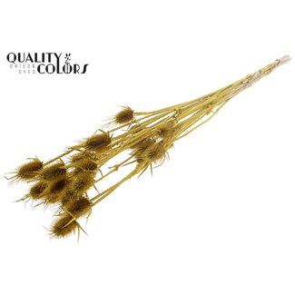 QC Gebleekte Gedroogde Distels | Kleur: Metallic Geel | Cardistella Droogbloemen | Lengte ± 70 centimeter | 5 takken per bos | Per bos