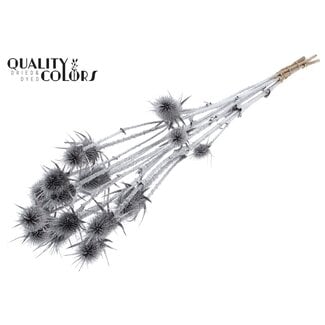 QC Silver Dried Thistles with Glitter | Silver-coloured Cardistella Dried flowers | Length ± 70 centimeter | 5 stems per bunch | Per bunch