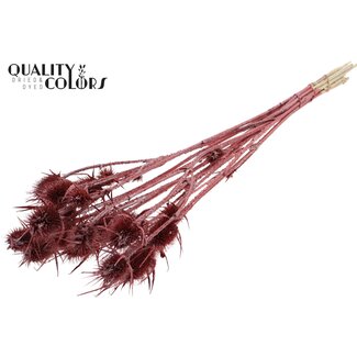 QC Metallic Red Dried Thistles | Cardistella Dried flowers | Length ± 55 centimeter | 10 stems per bunch | Per bunch
