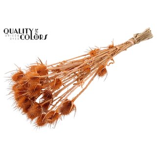 QC Frosted Salmon-coloured Dried Thistles | Cardistella Dried Flowers | Lengte ± 55 centimeter | 10 stems per bunch | Per bunch