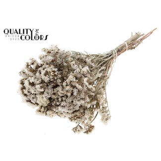 QC Naturel Blanc Statice Séchée | Statice Fleurs Séchées | Longueur ± 45 centimeter | Par bouquet