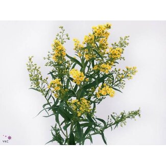 Freshy Solidago Super