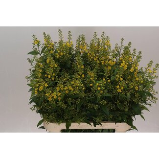 Freshy Lysimachia Vulgaris