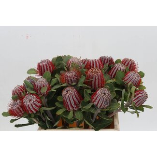 Freshy Banksia Coccinea