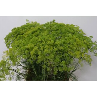 Freshy Anethum Graveolens