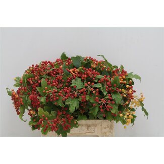 Freshy Viburnum op Compactum 4