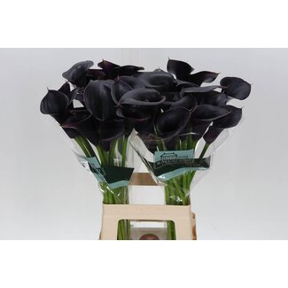 Freshy Zantedeschia Cantor