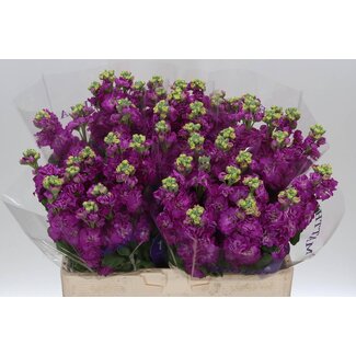 Freshy Violier Stox Deep Rose