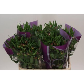 Freshy Alstroemeria Casanova
