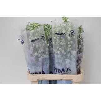 Freshy Delphinium Magic Fount La